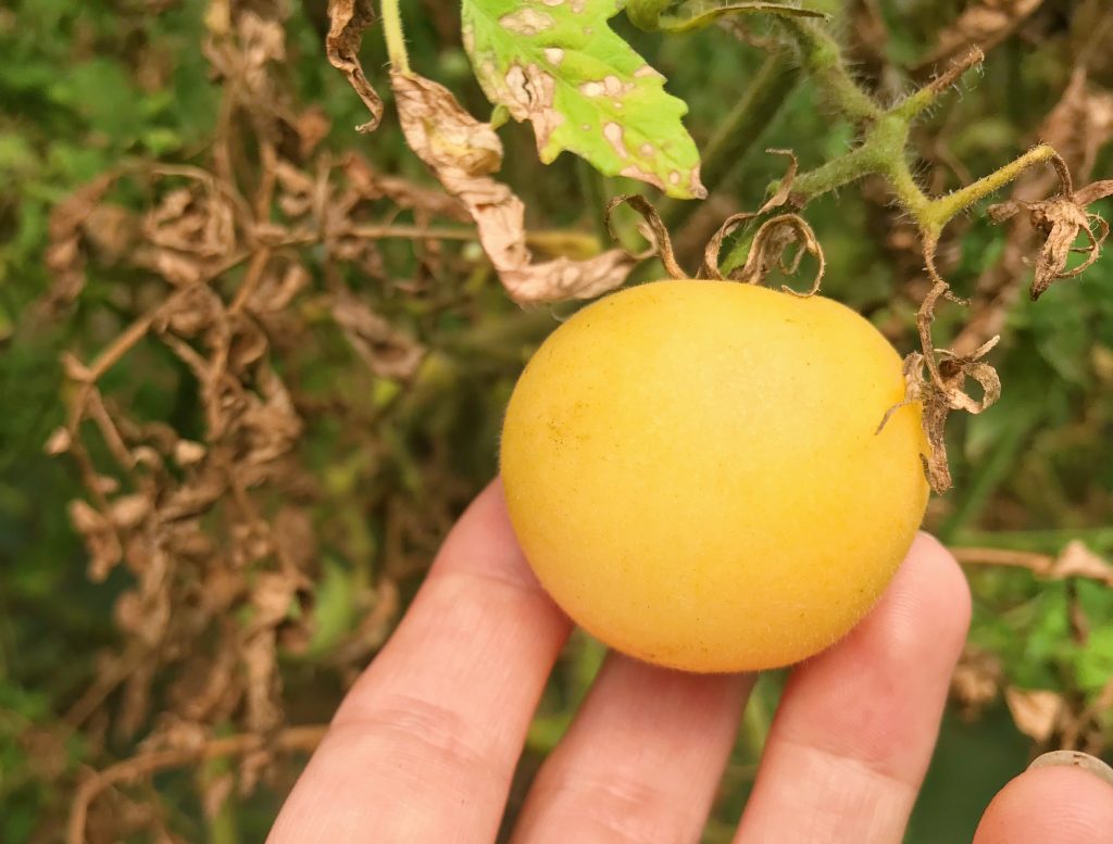 From Seed To Plate Heirloom Tomatoes At Tamchop Farm